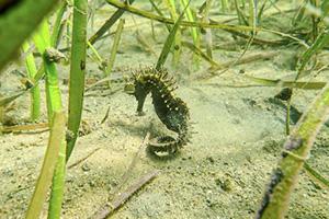 Protecting Seagrass Meadows