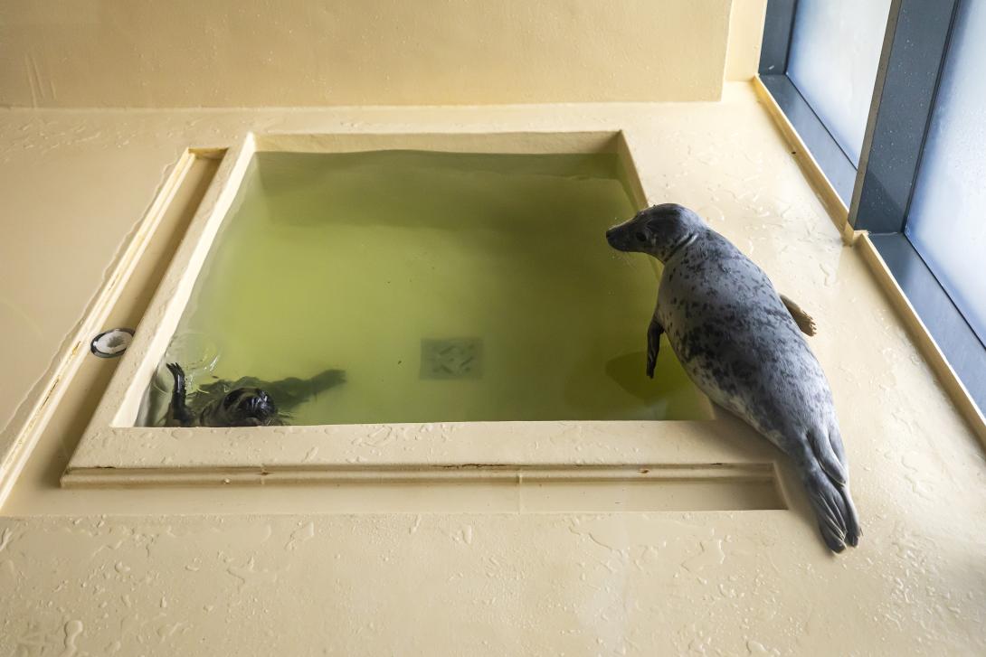 Baltic Sea Animal Rehabilitation Centre  pic3